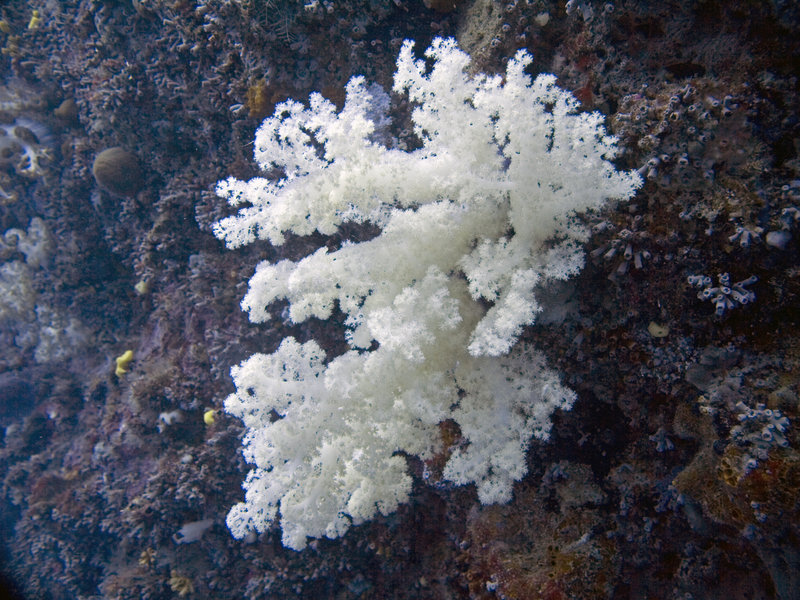 Coral, Shark's Cave 1